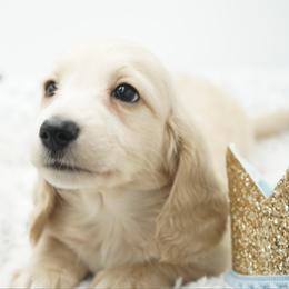 Hercules - Cream male Dachshund puppy in Big Rapids, Michigan from 30 Acre Woods Dachshunds