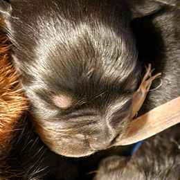 Black boy - Black and mahogany male Rottweiler puppy in Custer County, Oklahoma from Rough Creek Kennels