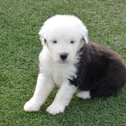 Old English Sheepdog Puppies from Roland Hills Farm