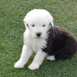 Old English Sheepdog Puppies from Roland Hills Farm