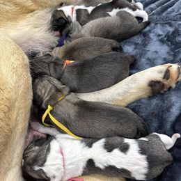 Anatolian Shepherd Dog puppies from Rolling Thunder Ranch