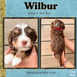 Wilbur (Red boy) - Tri-color male Bernedoodle puppy in Boiling Springs, South Carolina from OlliePups, LLC