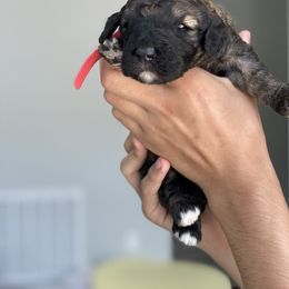 Poodle Puppies from Nay Design Poodles