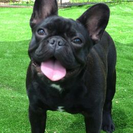 French Bulldogs from Fababull French bulldogs