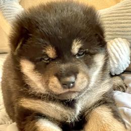 Lighting - Black and tan male Shiba Inu puppy in Milton, Florida from Moonlight Shibas