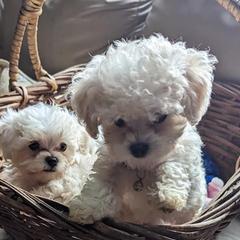 Bologneses from Starlight Bolognese