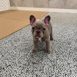 Hart - Blue female French Bulldog puppy in Campbell Hall, New York from Charlie’s Frenchies