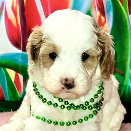 Clue - Red female Australian Labradoodle puppy in Beecher, Illinois from Erica’s Doodles