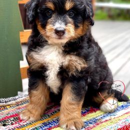 Bernedoodle and Goldendoodle Puppies from BrookeMarie’s Goldendoodle Love