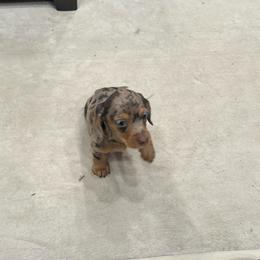 Hazel - Dapple female Dachshund puppy in West Frankfort, Illinois from Kayla’s Wiener Wonderland