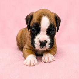 Willow - Fawn female Boxer puppy in Leland, North Carolina from Ocean Breeze Boxers