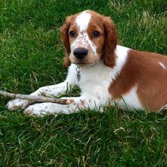 Welsh Springer Spaniels from Truepenny & Pennylane Welsh Springer Spaniels