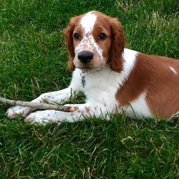 Welsh Springer Spaniels from Truepenny & Pennylane Welsh Springer Spaniels