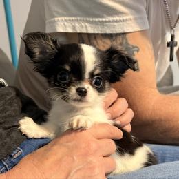 SOLD - Black and white male Chihuahua puppy in Strawberry, Arkansas from Strawberry River Chihuahuas