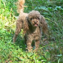 LeRoy - Poodle