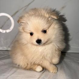 Rose - Cream female Pomeranian puppy in Scio, Oregon from Mac Daddy Poms