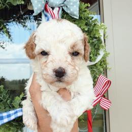 Bangle - female Cavapoochon puppy in Centerburg, Ohio from Doodles by design