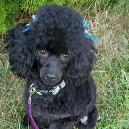 Stella - Poodle
