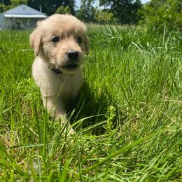 Yellow Boy - Golden male Golden Retriever puppy in Louisville, Illinois from Hearth & Homestead