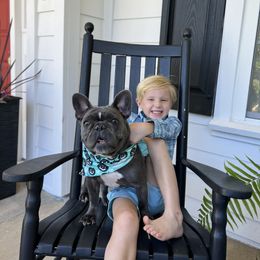 Lilly Grace - French Bulldog