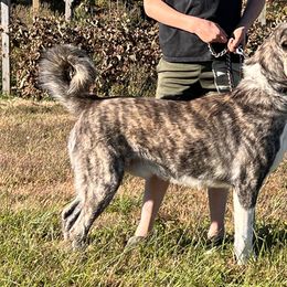 Anatolian Shepherd Dogs from Barnett Anatolians