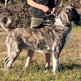 Anatolian Shepherd Dogs from Barnett Anatolians