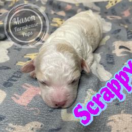 Scrappy - Brown and white male Cockapoo puppy in Anniston, Alabama from Mason Farmhouse Poodles, Doodles & Poos (Breeding & Stud Services)