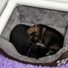 German Shepherd Puppies from Reign Land