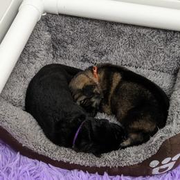 German Shepherd Puppies from Reign Land