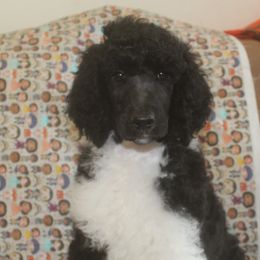 Burr - Parti Poodle puppy in Petersburg, Virginia from Epic Quest Standard Poodles