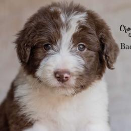 Bad Company - Red male Bordoodle puppy in Woodruff, South Carolina from Crooked Creek Doodles and Poodles