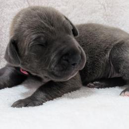 Marty - Blue brindle female Great Dane puppy in Bay City, Michigan from Monarch Danes