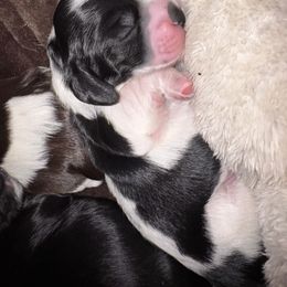 Purple Collar - Black and white female Cocker Spaniel puppy in Greenville, South Carolina from Chantels Spaniels