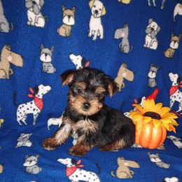 Yorkshire Terrier puppies from Puppy Kisses