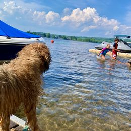 Soft Coated Wheaten Terrier Puppies from Wildfire Ridge Inc