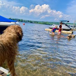 Soft Coated Wheaten Terrier Puppies from Wildfire Ridge Inc