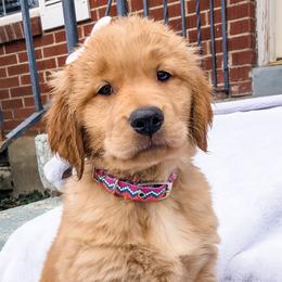 Golden Retrievers from Open Star Goldens