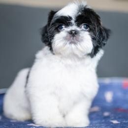 Mesa - Black and white male Shih Tzu puppy in Montrose, Colorado from Nana's Happy Pups
