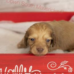 Shaded Cream - Cream male Dachshund puppy in Seminary, Mississippi from Down South Mavericks Dachshunds