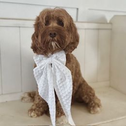 Pippin - Australian Labradoodle