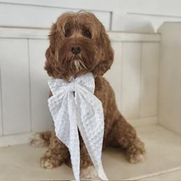 Pippin - Australian Labradoodle