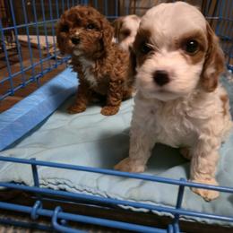 Crumpet - Blenheim male Cavapoo puppy in Albuquerque, New Mexico from Enchantment Cavapoo & Pugapoo Puppies