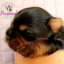 Yorkshire Terrier Puppies from Pixieland Yorkshire Terriers