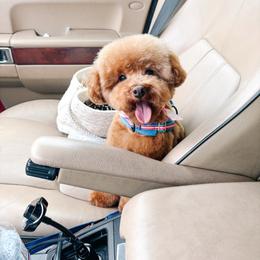 Teddy - Poodle