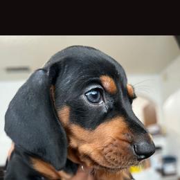 Black f - Black female Dachshund puppy in Phelan, California from Elite Parson Russells