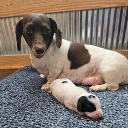 Girl 1 - Piebald female Dachshund puppy in Farmerville, Louisiana from Hancock House of Basset Hounds & Mini Dachshunds