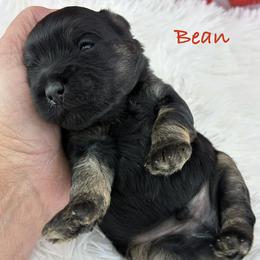 Bean - Black male Miniature Schnauzer puppy in Sylvania, Georgia from Southern Sky Miniature Schnauzers