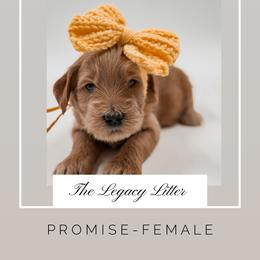 Promise - Apricot female Goldendoodle puppy in Hollister, Missouri from Wild Acres Goldendoodles
