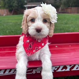 Emily - Pink - Cream female Australian Labradoodle puppy in Citrus Heights, California from Elite Blend Labradoodles