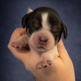 Malibu - Black white and tan female English Springer Spaniel puppy in Florida from Thunderbird Springers